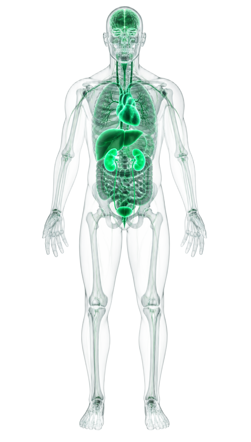 Interactive human anatomy with glowing heart, liver and kidneys