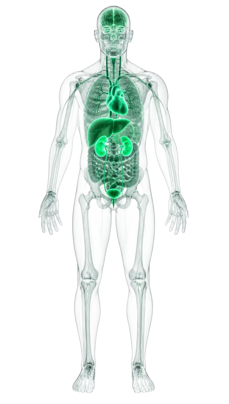Interactive human anatomy with glowing heart, liver and kidneys